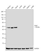 PAX5 Antibody in Western Blot (WB)