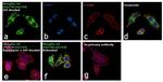 Phospho-S6 (Ser240, Ser244) Antibody in Immunocytochemistry (ICC/IF)