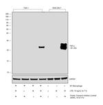 TNF alpha Antibody in Western Blot (WB)