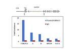 HDAC1 Antibody in ChIP Assay (ChIP)