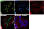 HDAC1 Antibody in Immunocytochemistry (ICC/IF)