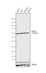 HDAC1 Antibody in Western Blot (WB)