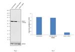 HDAC1 Antibody in Western Blot (WB)