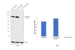 DNA Ligase I Antibody in Western Blot (WB)