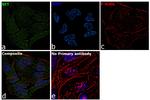 SET Antibody in Immunocytochemistry (ICC/IF)