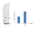 SET Antibody in Western Blot (WB)