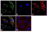 beta Tubulin Antibody in Immunocytochemistry (ICC/IF)