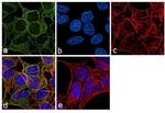 beta Tubulin Antibody in Immunocytochemistry (ICC/IF)