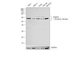 PRMT5 Antibody in Western Blot (WB)