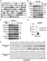 ZMYM2 Antibody in Western Blot (WB)