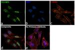 53BP1 Antibody in Immunocytochemistry (ICC/IF)