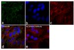 COX4 Antibody in Immunocytochemistry (ICC/IF)