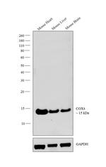 COX4 Antibody in Western Blot (WB)