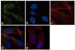 ATG5 Antibody in Immunocytochemistry (ICC/IF)