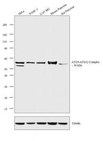 ATG5 Antibody in Western Blot (WB)