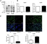 YAP1 Antibody in Western Blot, Immunocytochemistry (WB, ICC/IF)