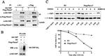 YAP1 Antibody in Western Blot (WB)