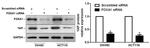 YAP1 Antibody in Western Blot (WB)