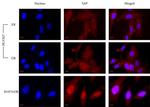 YAP1 Antibody in Immunocytochemistry (ICC/IF)