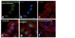 YAP1 Antibody in Immunocytochemistry (ICC/IF)