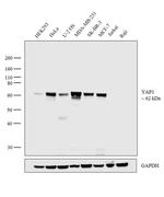 YAP1 Antibody in Western Blot (WB)