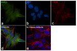 PGP9.5 Antibody in Immunocytochemistry (ICC/IF)