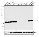 PGP9.5 Antibody in Western Blot (WB)