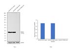 PGP9.5 Antibody