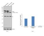 STIM1 Antibody in Western Blot (WB)