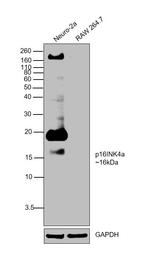 p16INK4a Antibody in Western Blot (WB)