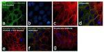 Phospho-MEK1 (Thr386) Antibody in Immunocytochemistry (ICC/IF)