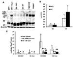 LPO Antibody in Western Blot (WB)