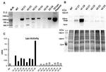 LPO Antibody in Western Blot (WB)