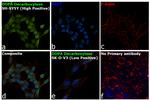 DOPA Decarboxylase Antibody