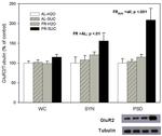 GluR2 Antibody in Western Blot (WB)