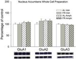 GluR2 Antibody in Western Blot (WB)