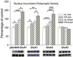 GluR2 Antibody in Western Blot (WB)