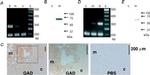 VGAT Antibody in Western Blot (WB)