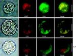 VGAT Antibody in Immunocytochemistry (ICC/IF)