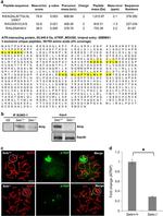 ATRIP Antibody in Western Blot, Immunohistochemistry (WB, IHC)