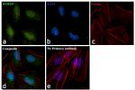 ATRIP Antibody in Immunocytochemistry (ICC/IF)