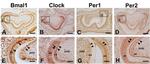 CLOCK Antibody in Immunohistochemistry (IHC)