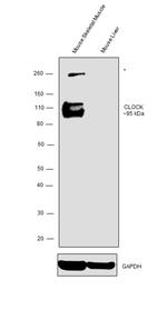 CLOCK Antibody in Western Blot (WB)