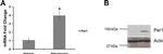 PER1 Antibody in Western Blot (WB)