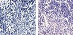 CaMKIV Antibody in Immunohistochemistry (Paraffin) (IHC (P))