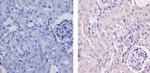 CaMKI Antibody in Immunohistochemistry (Paraffin) (IHC (P))