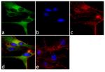 CASK Antibody in Immunocytochemistry (ICC/IF)