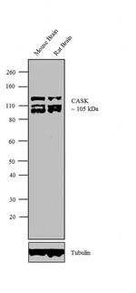 CASK Antibody in Western Blot (WB)