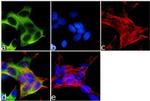 Kinesin 5A Antibody in Immunocytochemistry (ICC/IF)