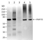 PMP70 Antibody in Western Blot (WB)